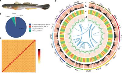 Chromosome-Level Genome Assembly of Acanthogobius ommaturus Provides Insights Into Evolution and Lipid Metabolism